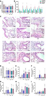 BMAL1/FOXA2-induced rhythmic fluctuations in IL-6 contribute to nocturnal asthma attacks